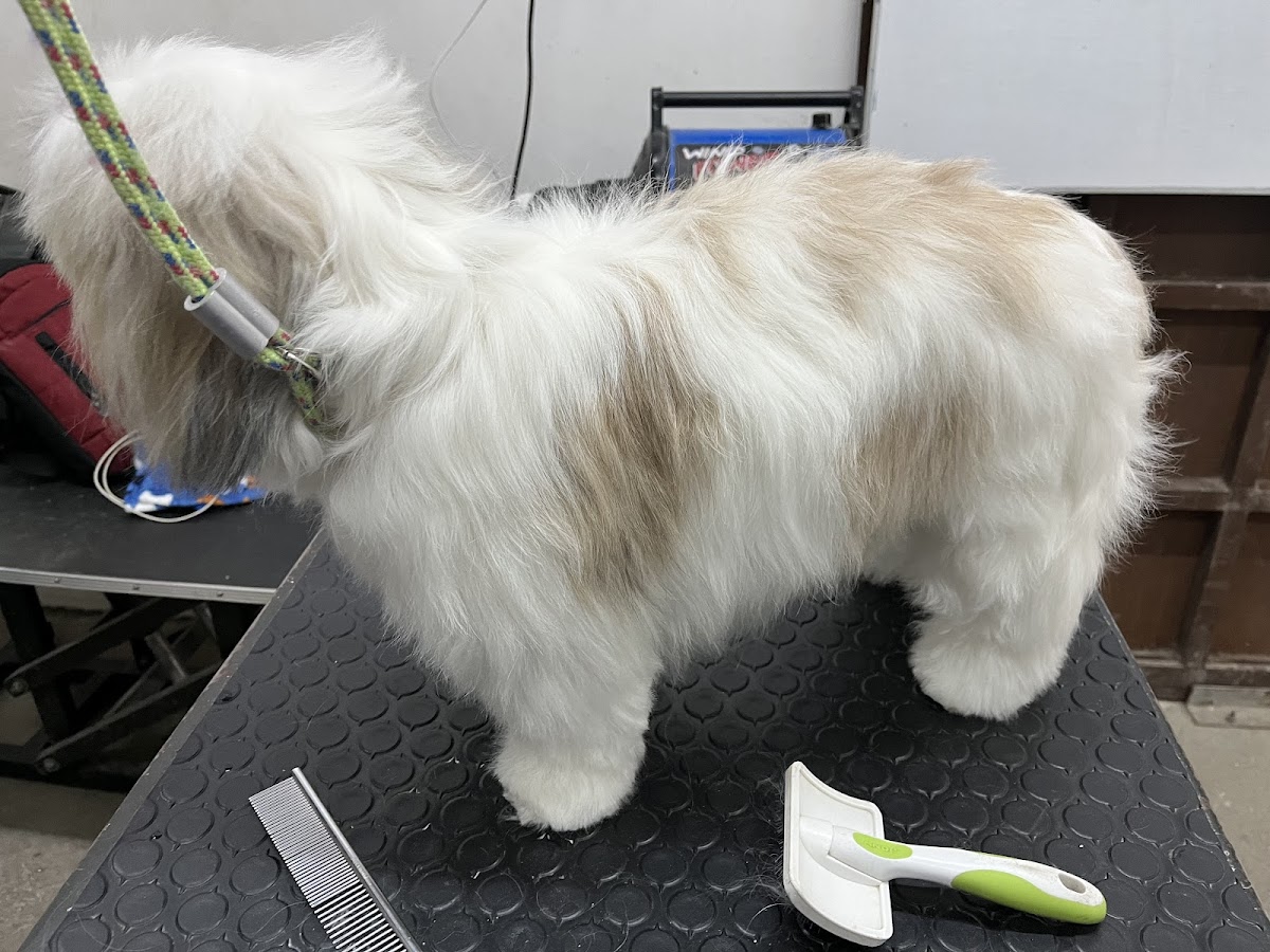 CLINICA VETERINARIA REX — foto 3