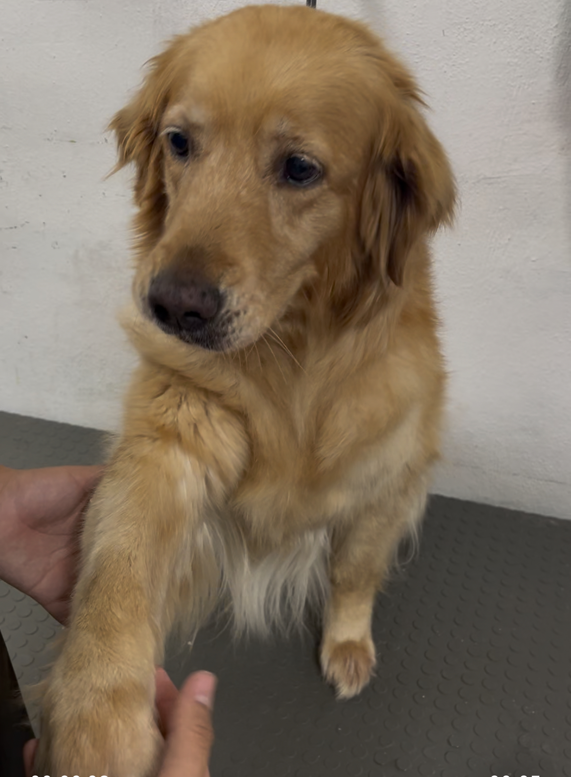 CLINICA VETERINARIA REX — foto 4