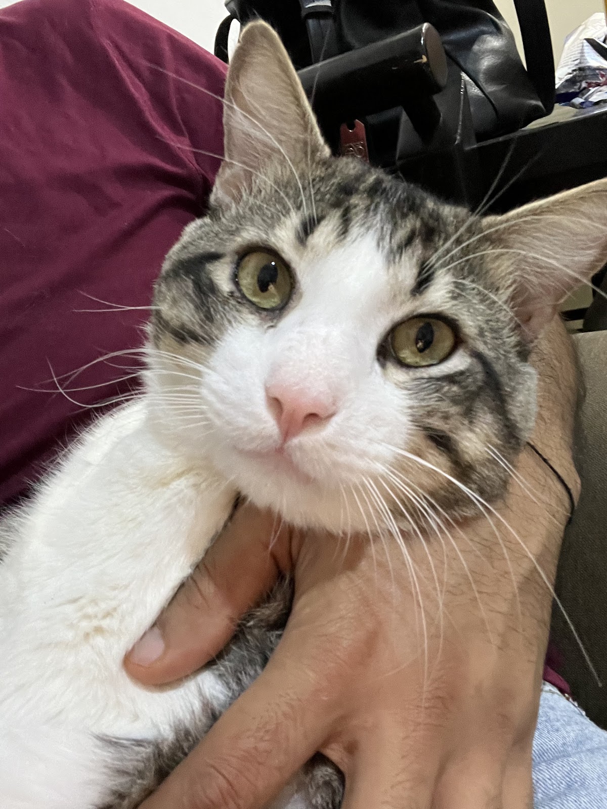 Ninas Pet — foto 3