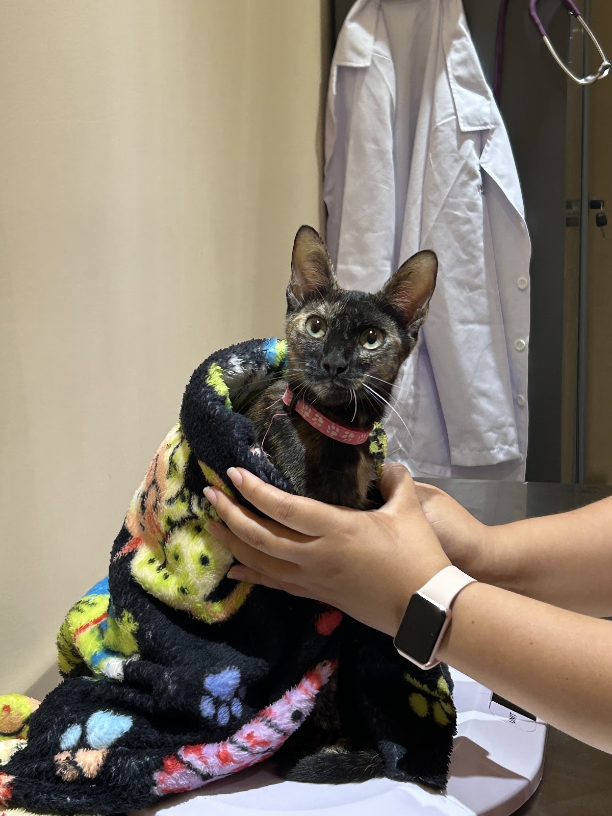 VET-ANY Clínica Veterinaria