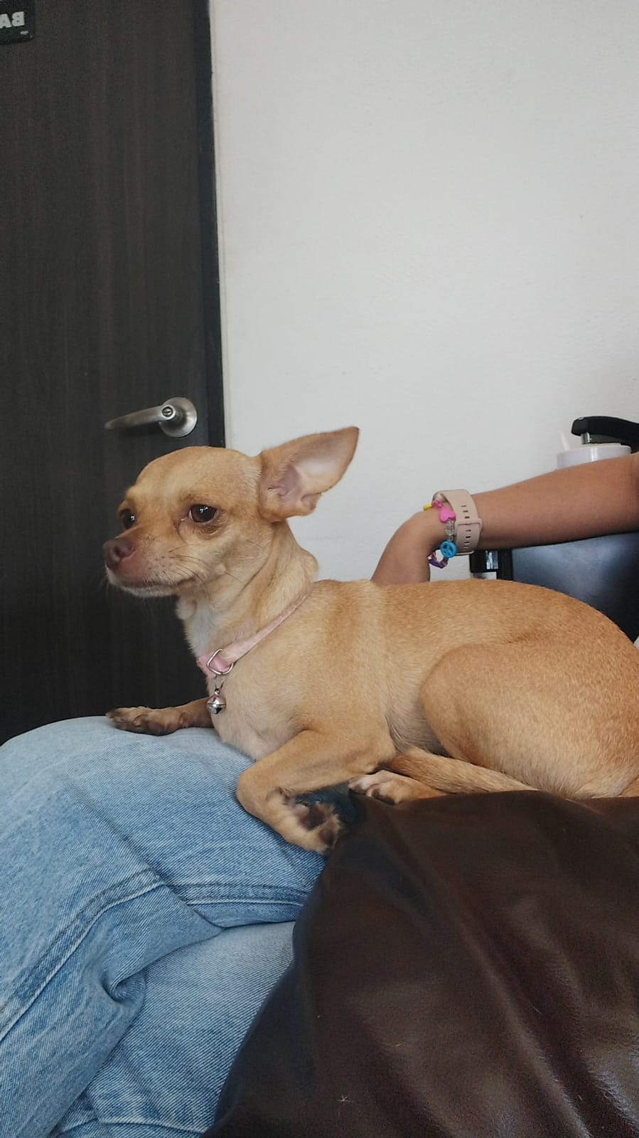 VET-ANY Clínica Veterinaria — foto 3