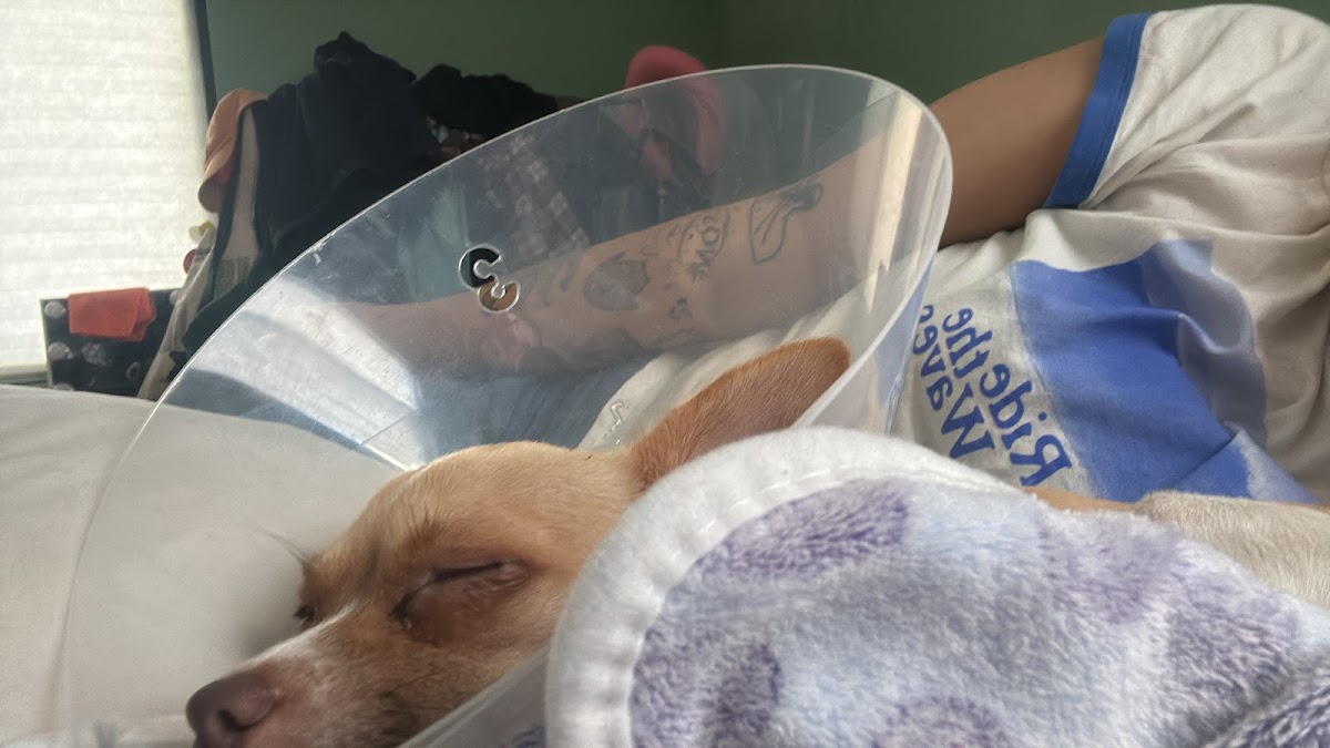 VET-ANY Clínica Veterinaria — foto 4