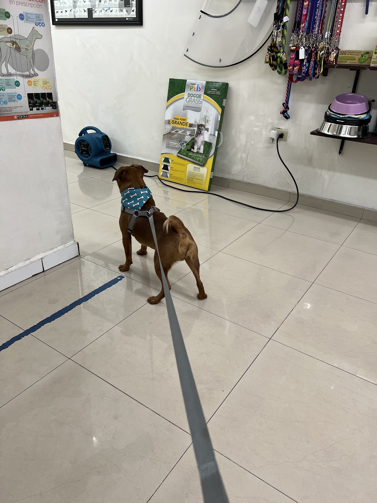 HOSPITAL VETERINARIO VET CENTER CUMBRES — foto 2