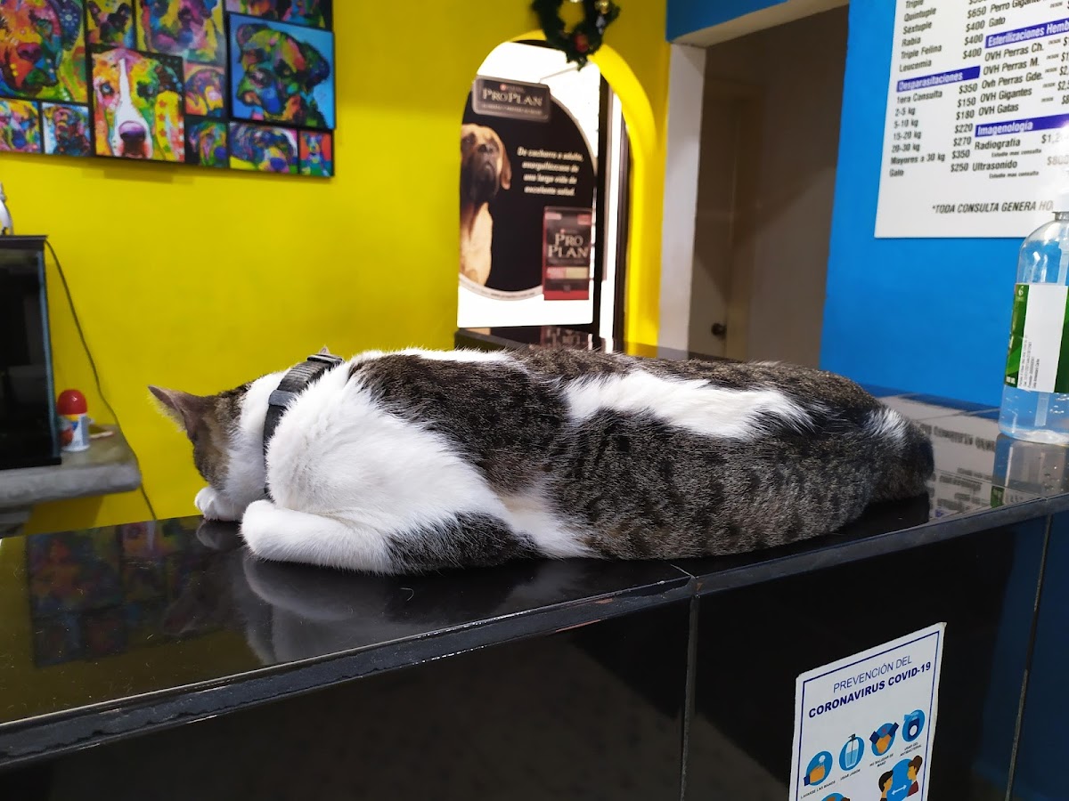 Veterinaria De la Rosa — foto 2