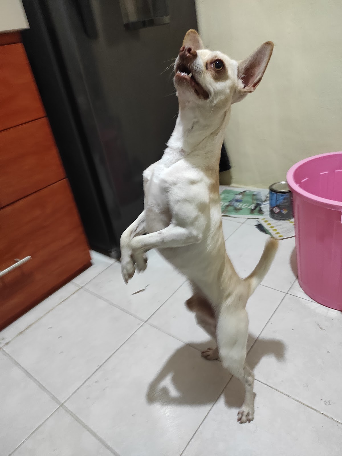 Veterinaria De la Rosa — foto 3