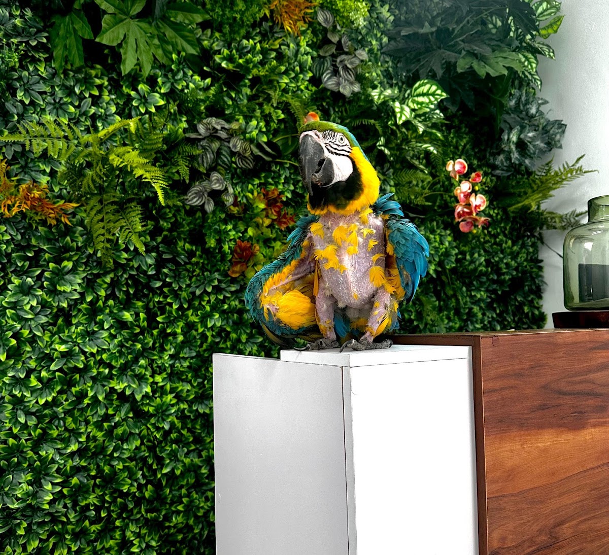 HAO Hospital de Aves de Occidente