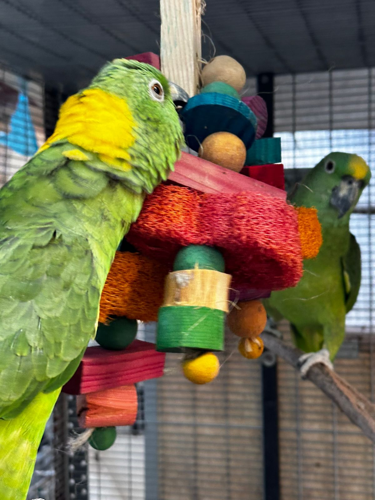 HAO Hospital de Aves de Occidente — foto 2