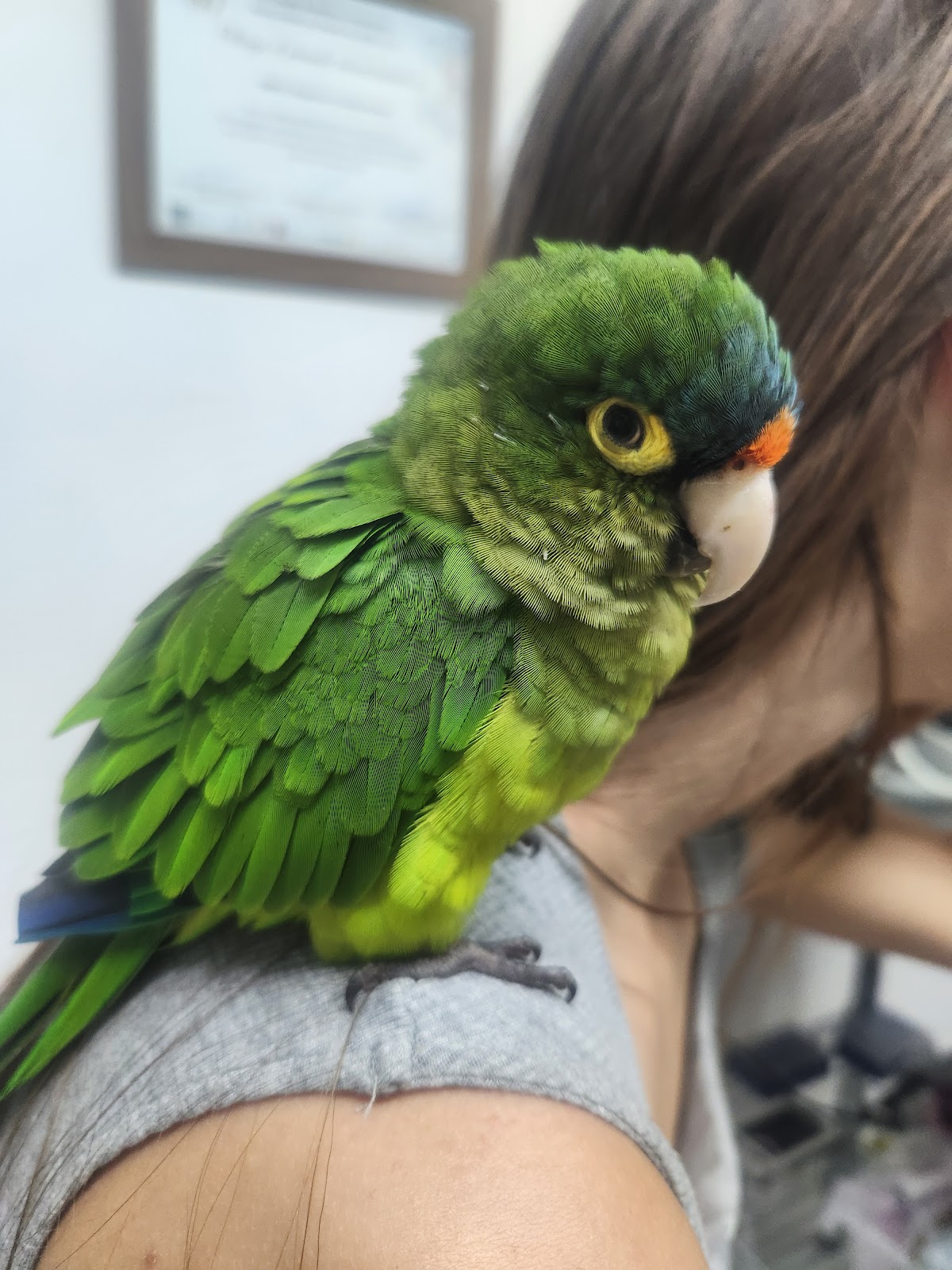 HAO Hospital de Aves de Occidente — foto 4