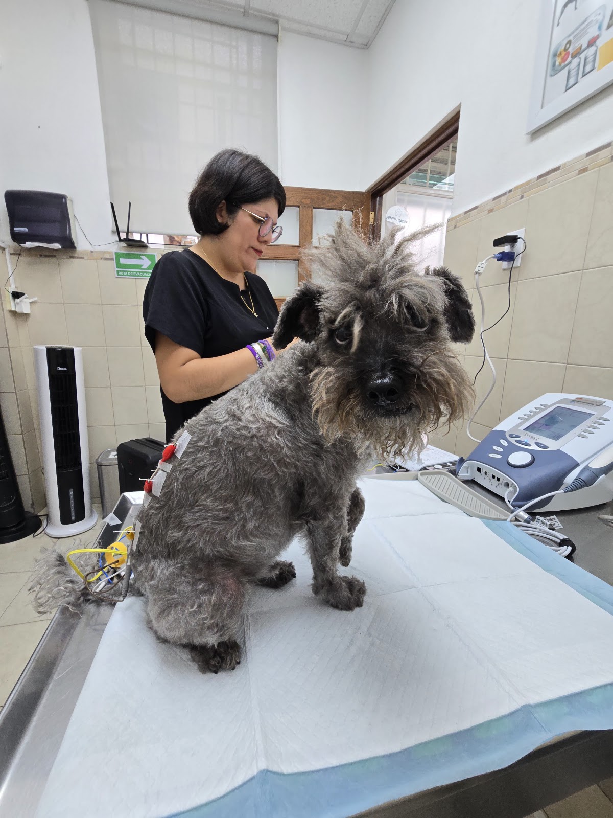 Hospital Veterinario Durango — foto 4