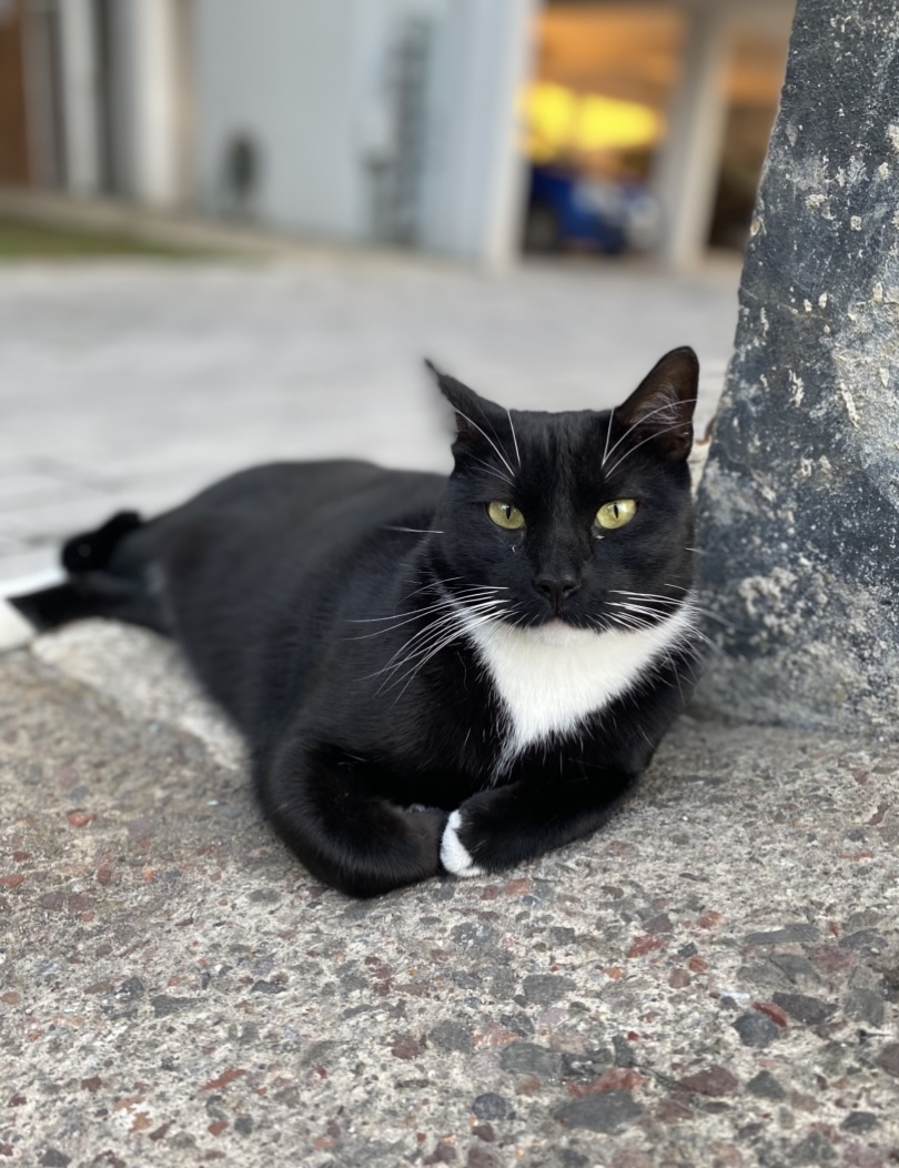Veterinaria La Croqueta — foto 4
