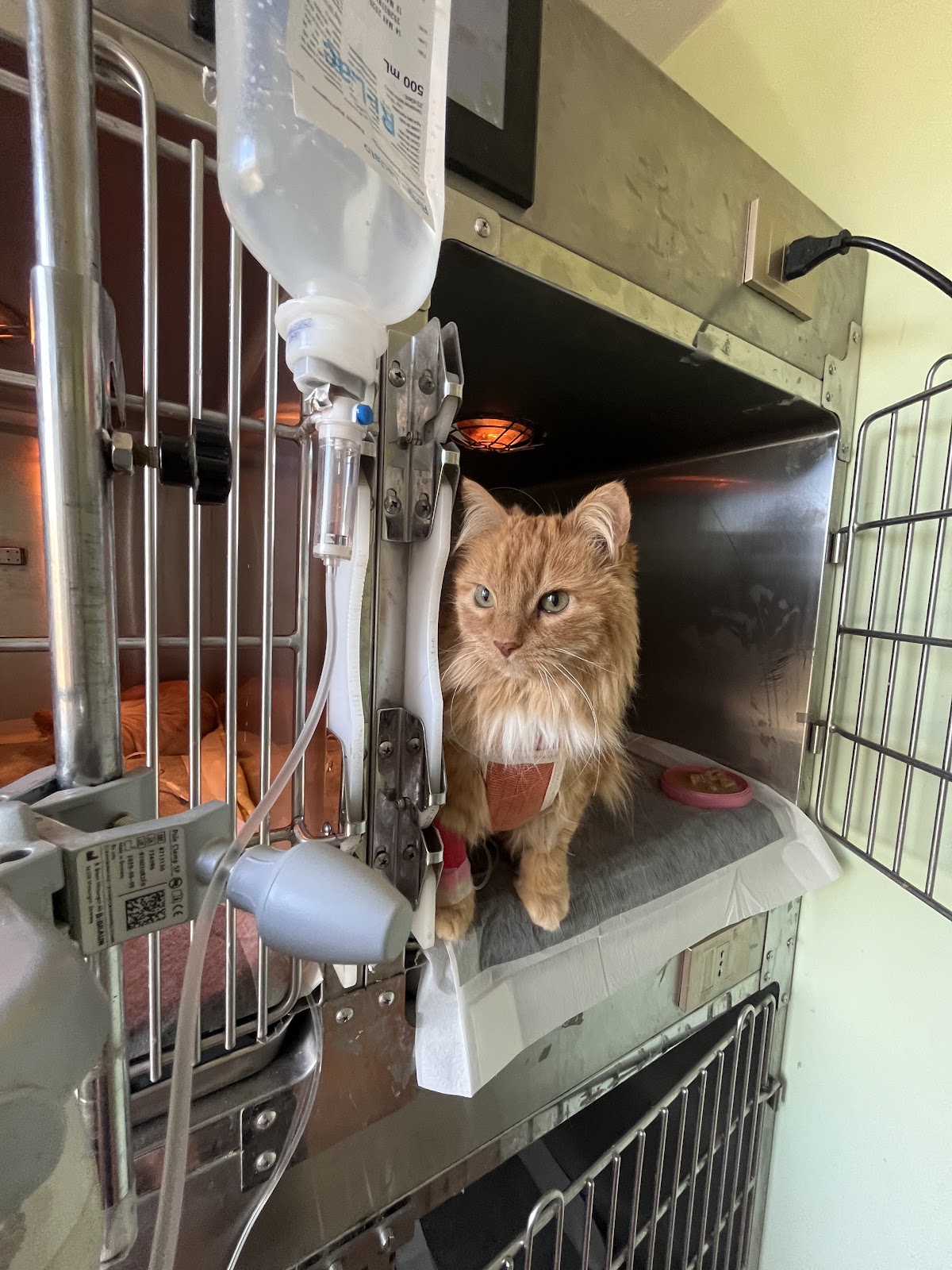 Hospital Veterinario Champestre — foto 3