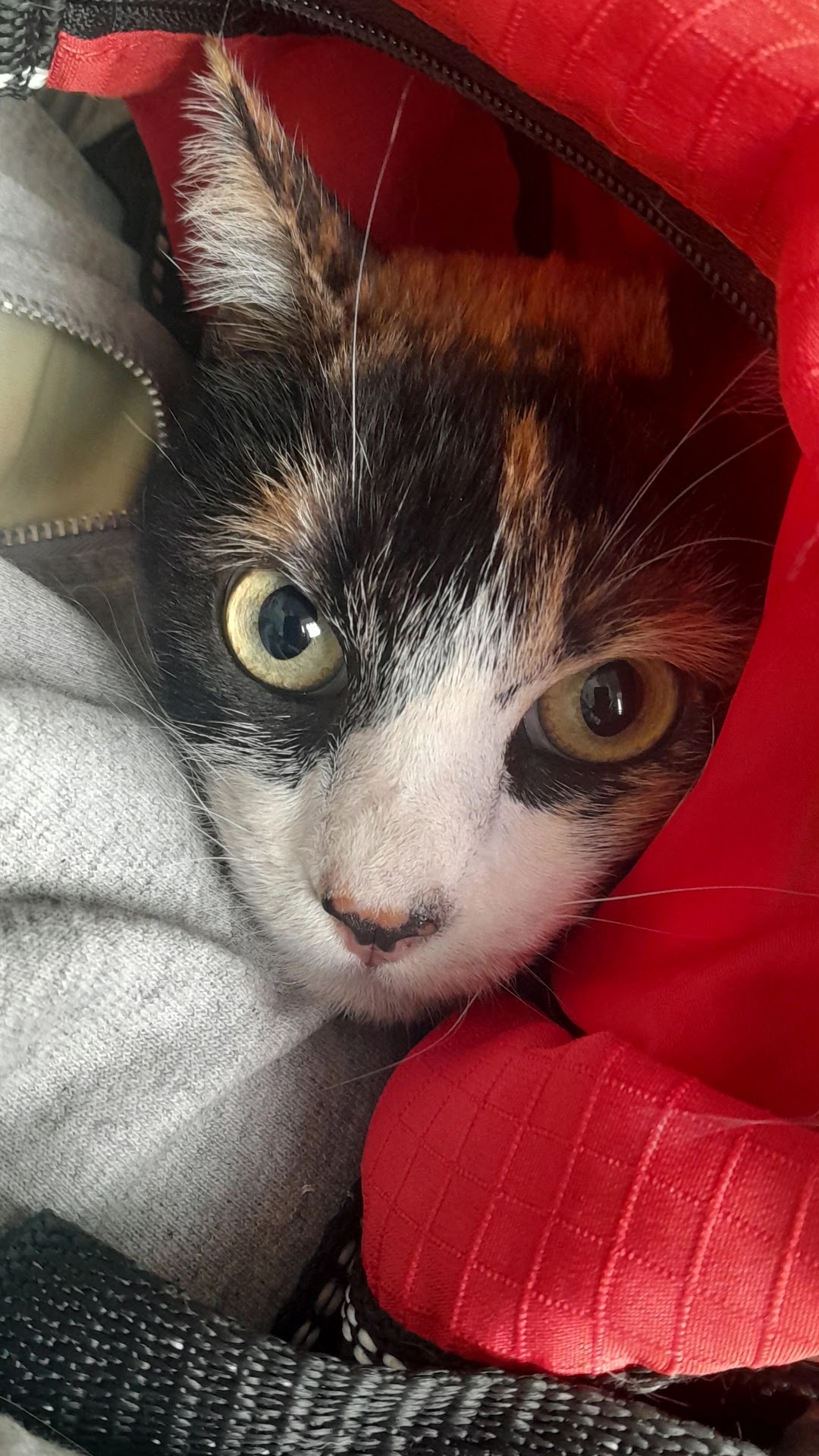 Veterinaria Moya — foto 4