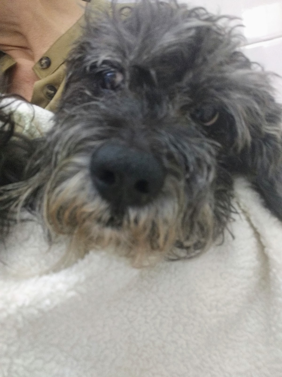 Clinica Veterinaria Dr Rene Guzman — foto 2