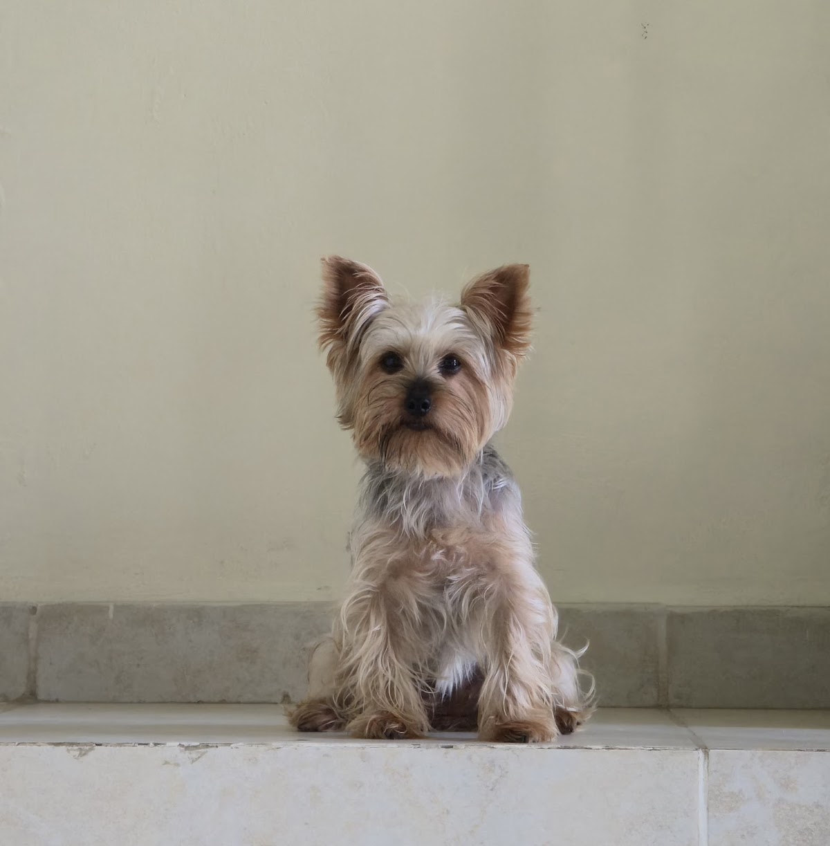 Clinica Veterinaria Dr Rene Guzman — foto 3