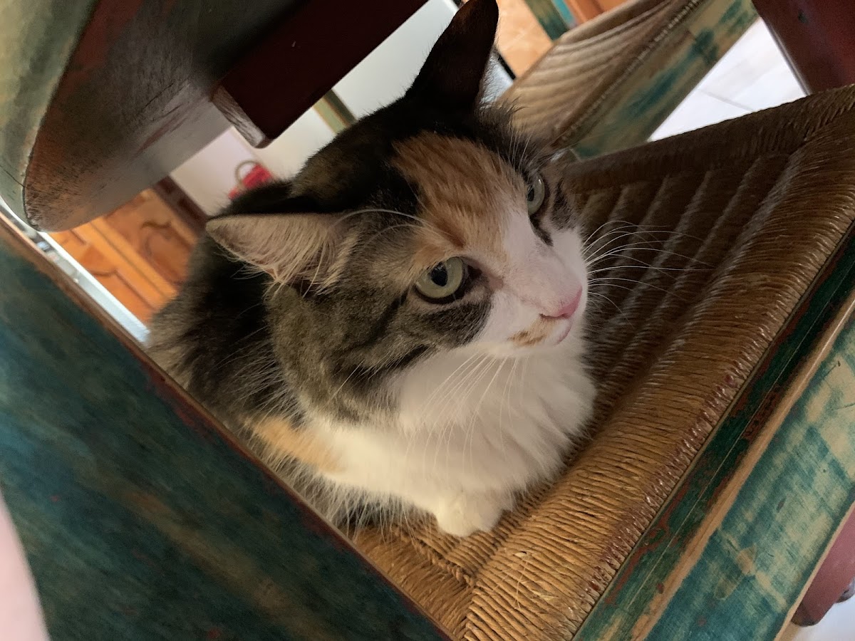 Clinica Veterinaria Dr Rene Guzman — foto 4