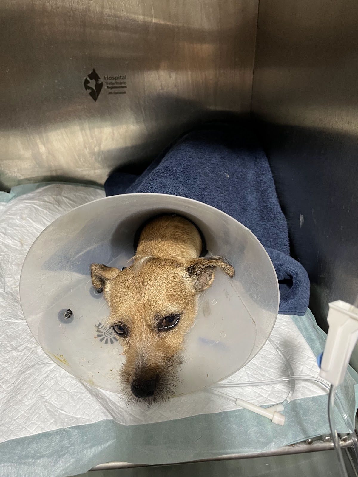 Hospital Veterinario Regiomontano — foto 3