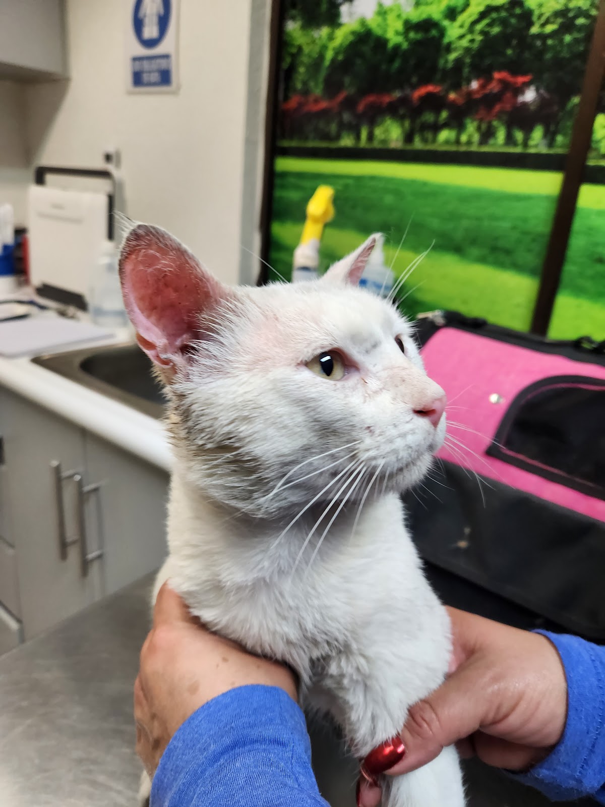 Hospital Veterinario Regiomontano — foto 4