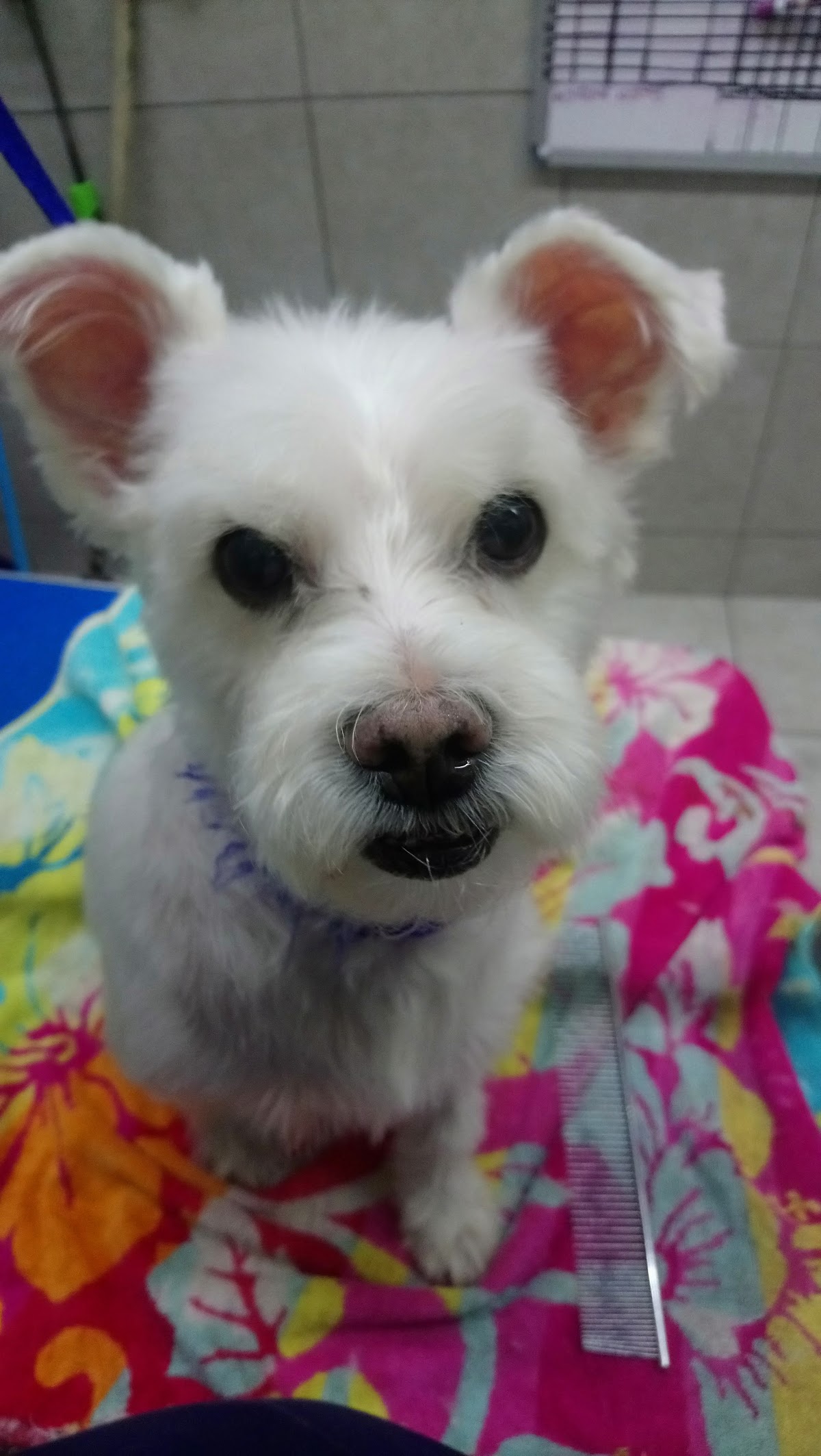 Veterinaria San Jose