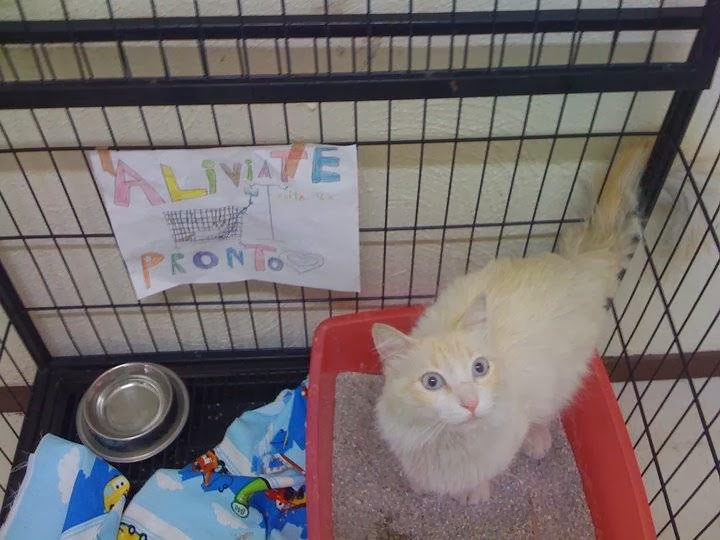 Veterinaria San Jose — foto 3