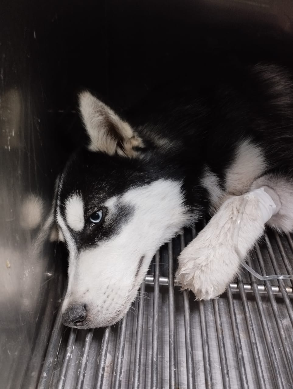 Veterinaria San Jose — foto 4