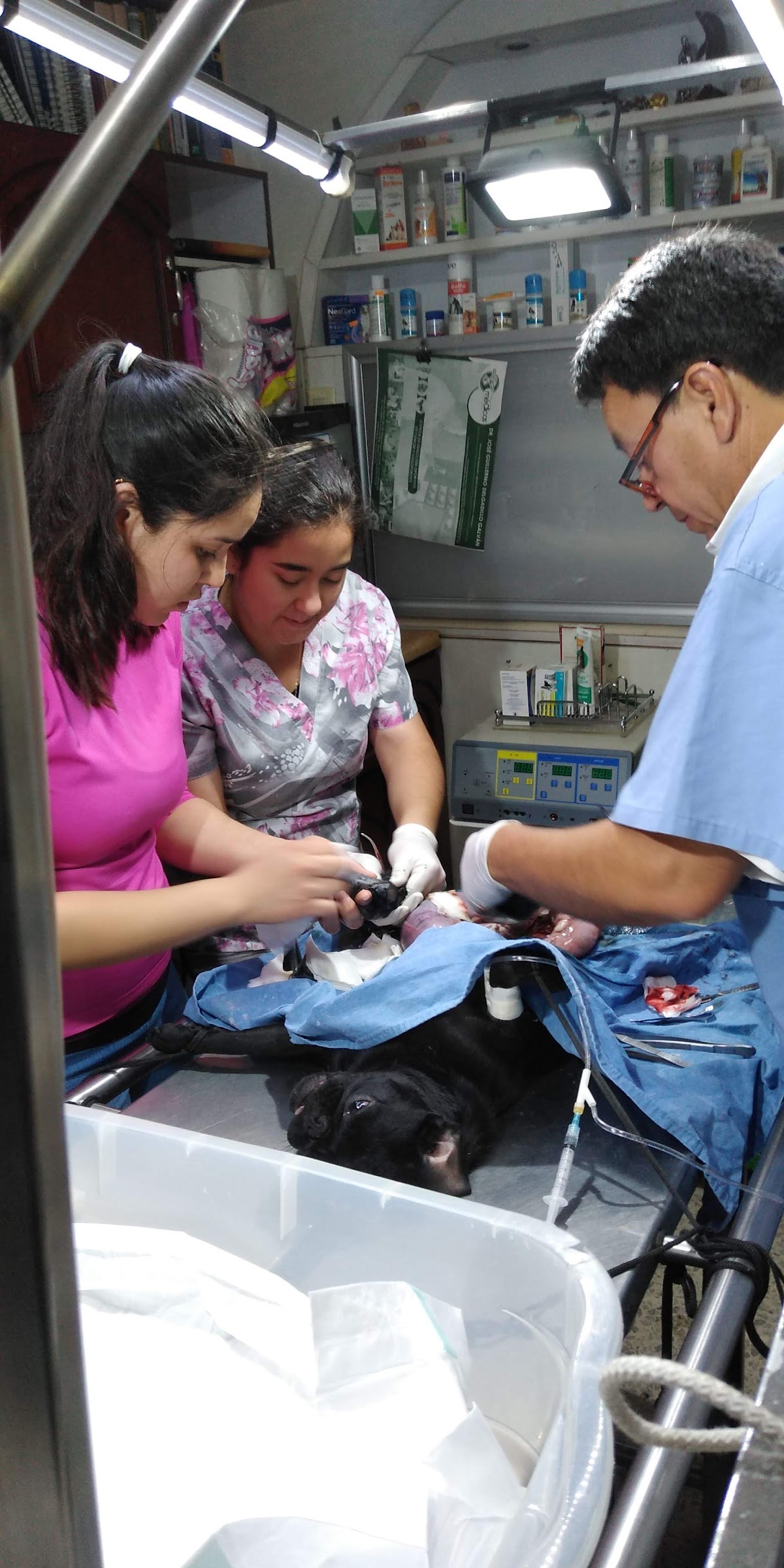 Clínica Veterinaria Shaggy — foto 4