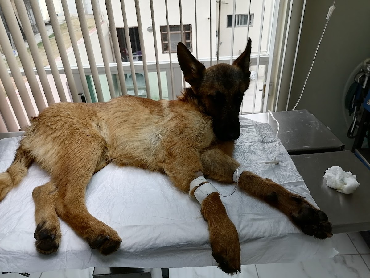 Bull's Doc Clinica Veterinaria — foto 4