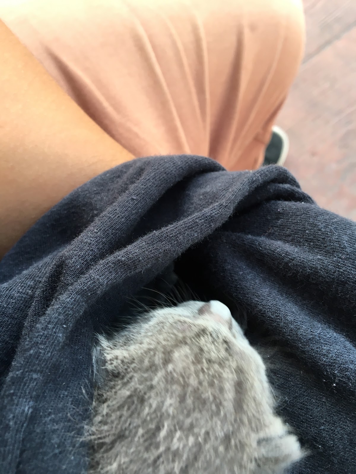 Clinica Veterinaria | Pek-Mis — foto 2