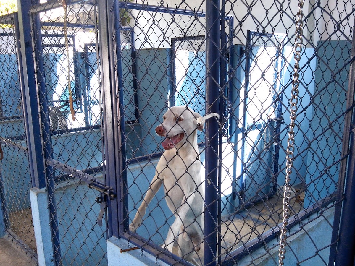 CLÍNICA VETERINARIA "MUNDO ANIMAL" — foto 2