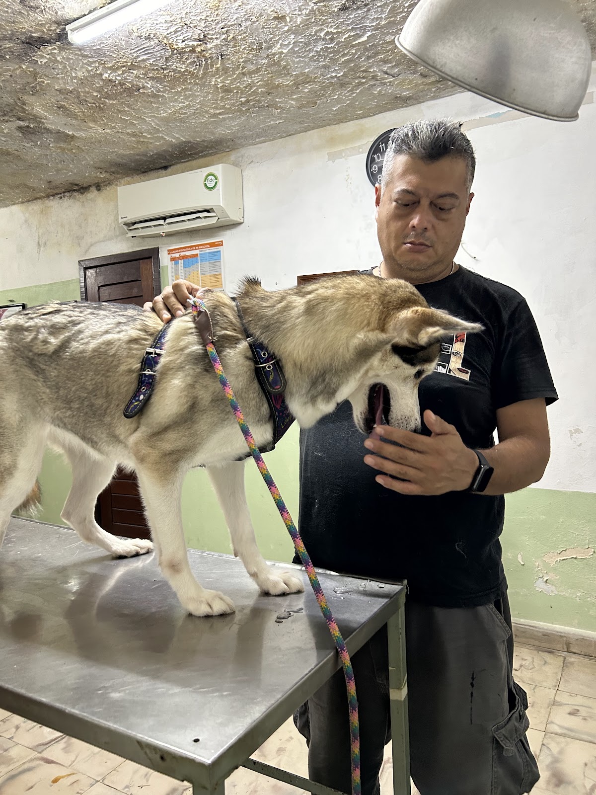 CLÍNICA VETERINARIA "MUNDO ANIMAL" — foto 3
