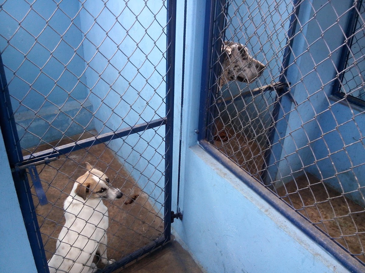 CLÍNICA VETERINARIA "MUNDO ANIMAL" — foto 4