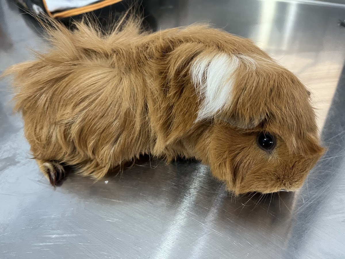 Animall Vet Center — foto 3
