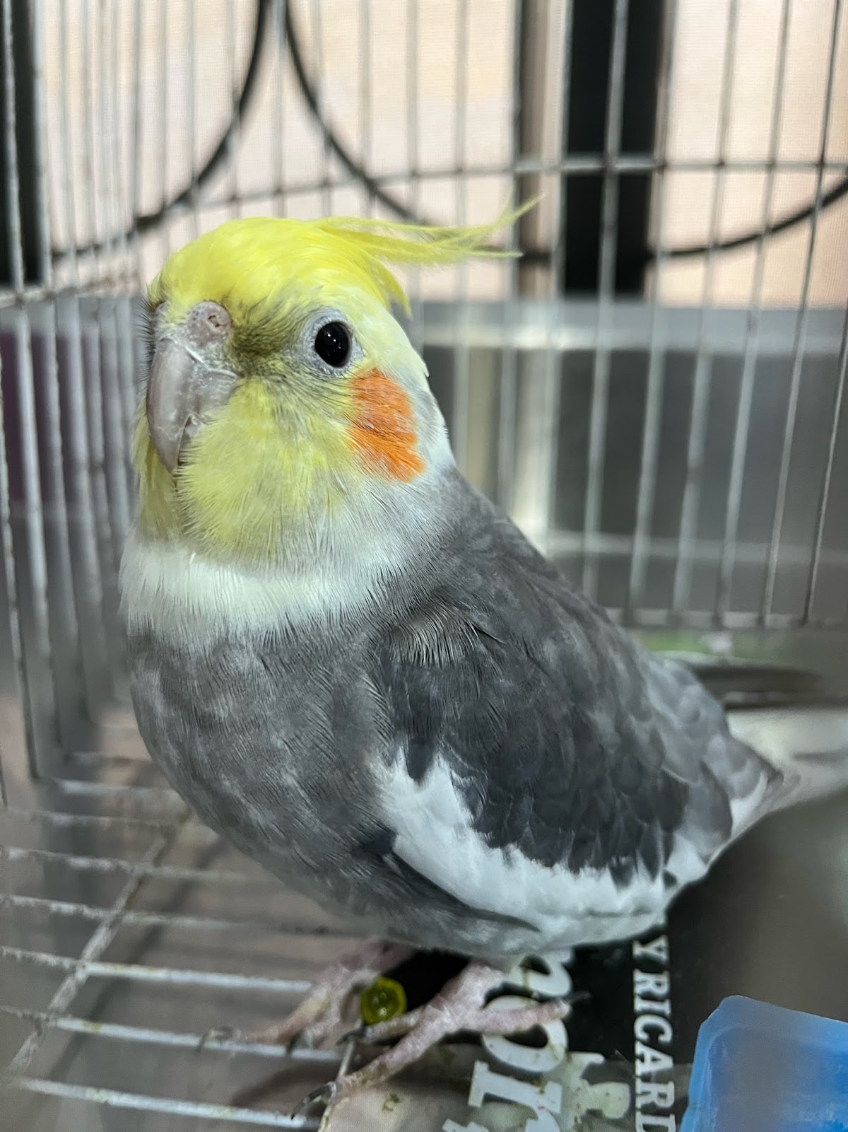 Animall Vet Center — foto 4
