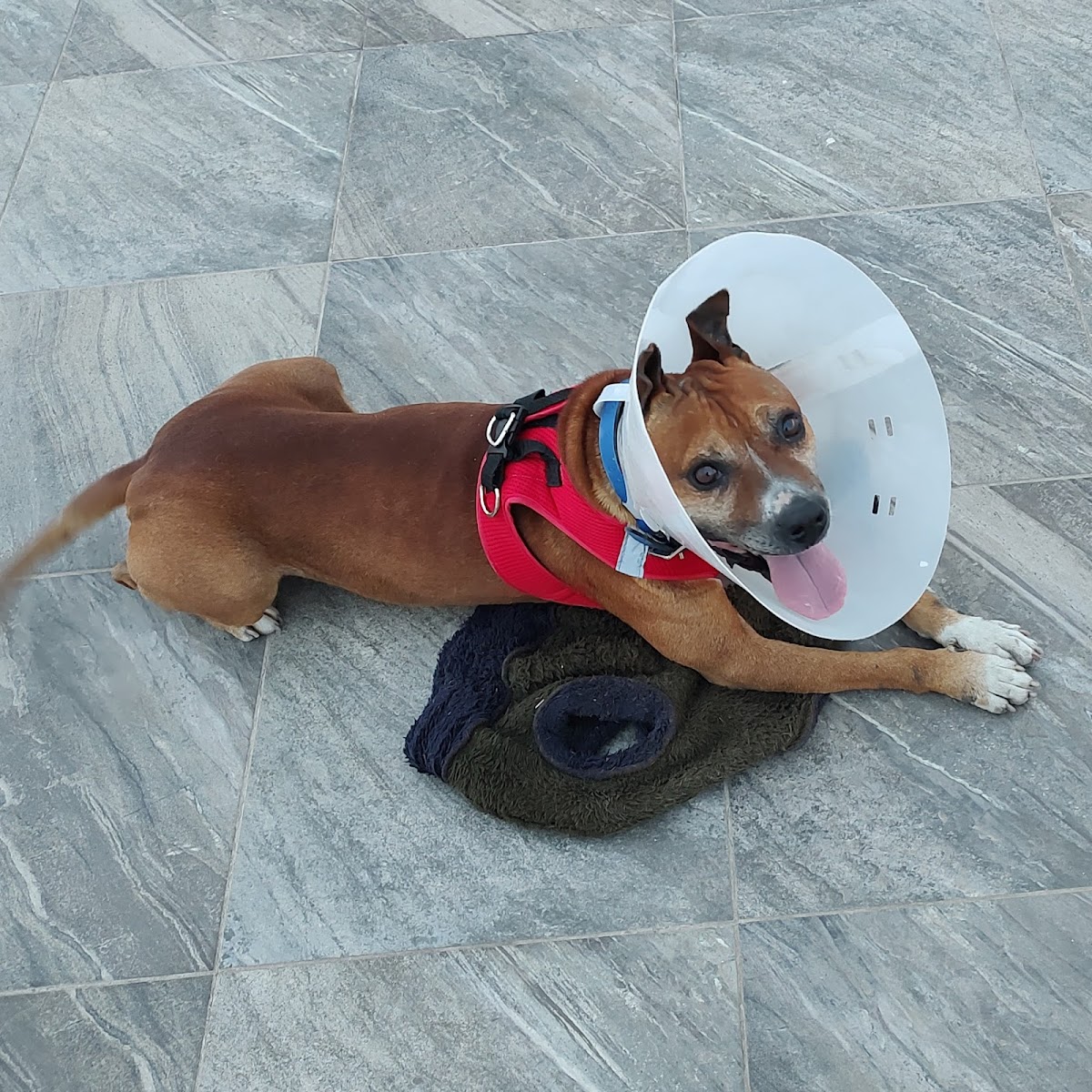 Animal Health Hospital Veterinario — foto 3