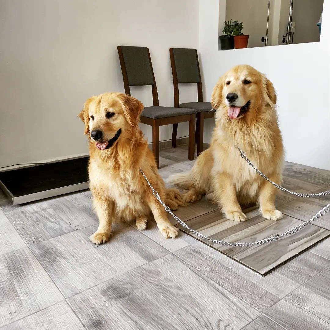 Animal Health Hospital Veterinario — foto 4