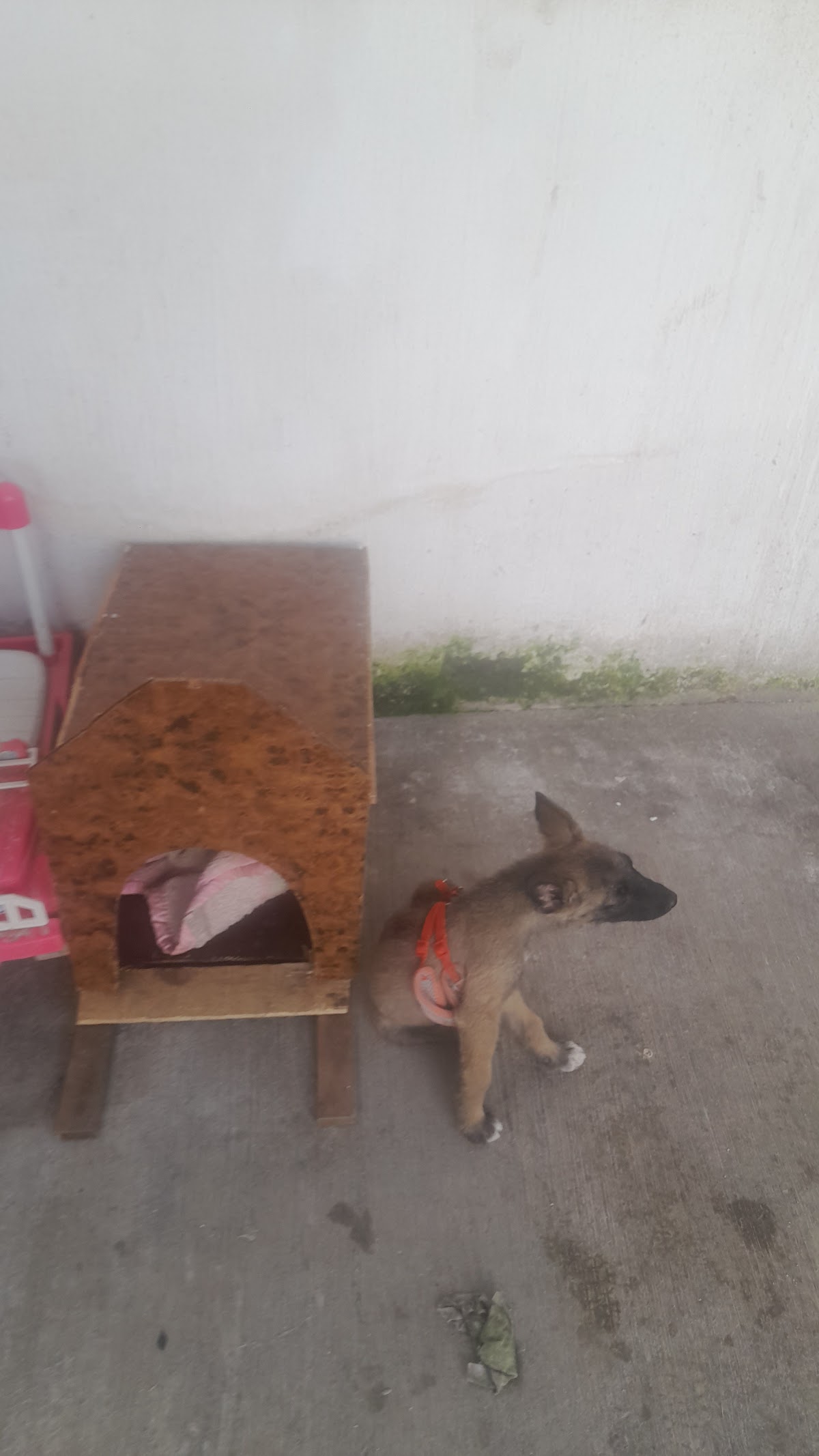 Vega, Guerrero & Asociados — foto 3