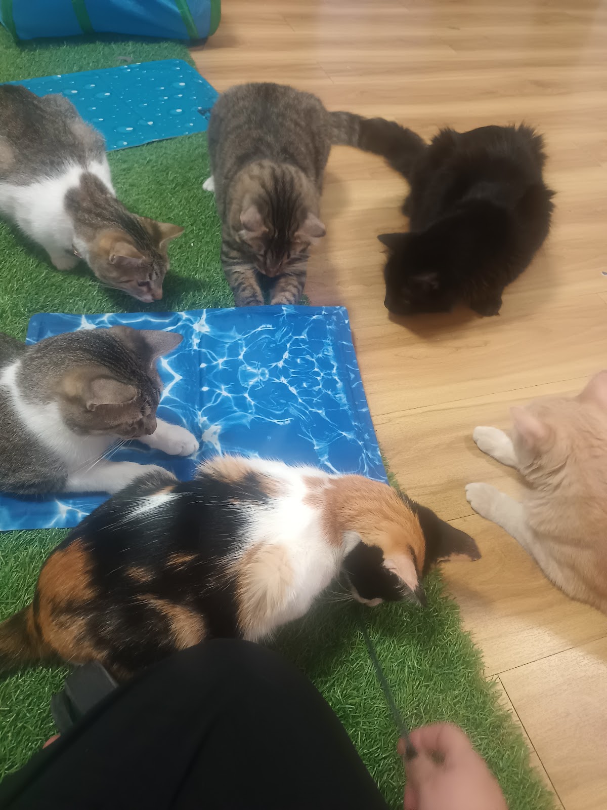 CATZ Hospital Felino — foto 3