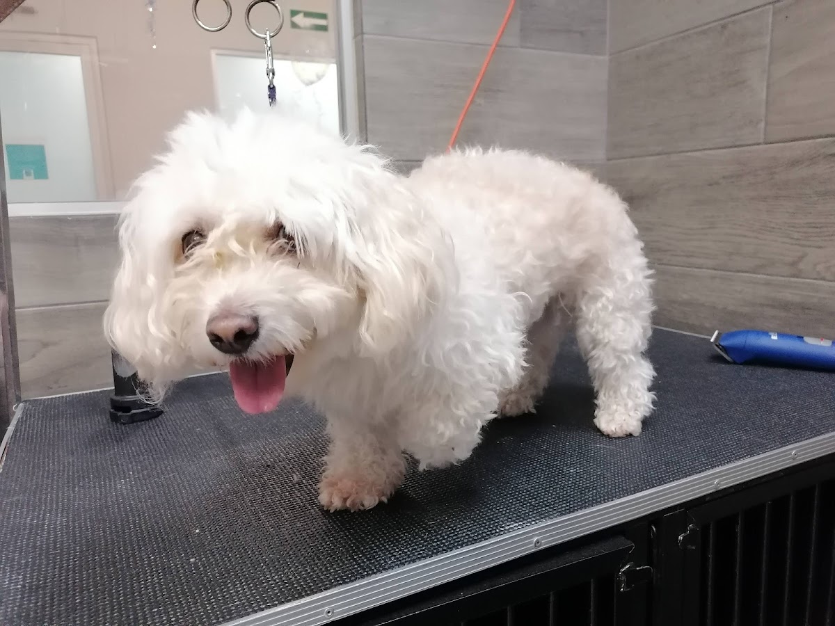 Healthy Pet Veterinary and Spa