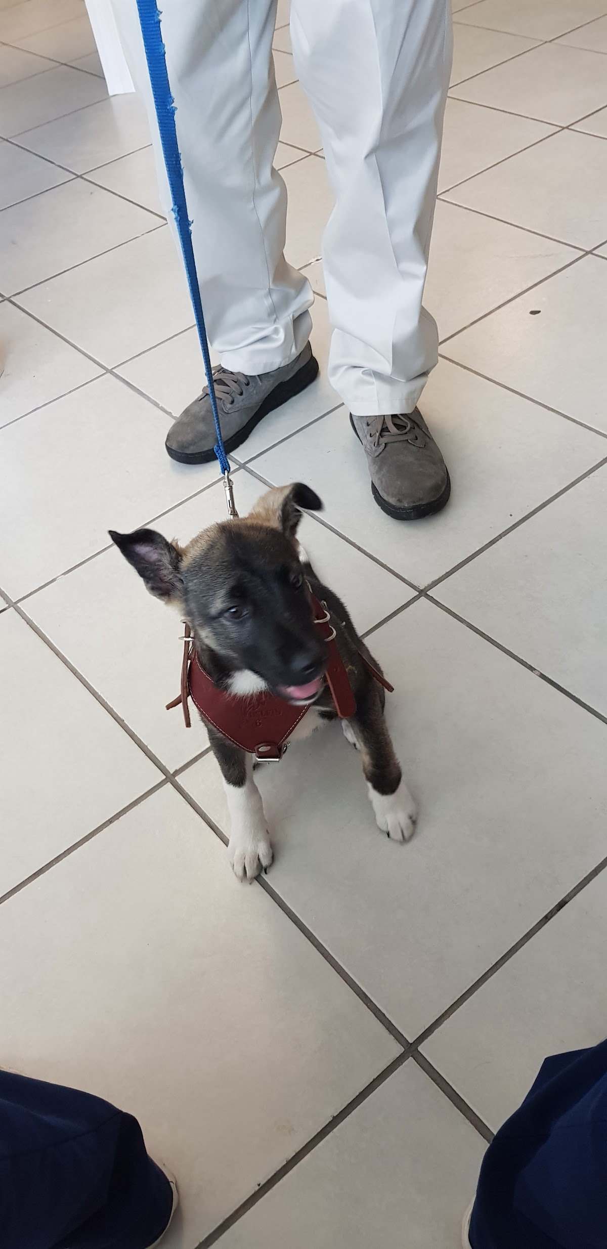 Healthy Pet Veterinary and Spa — foto 2