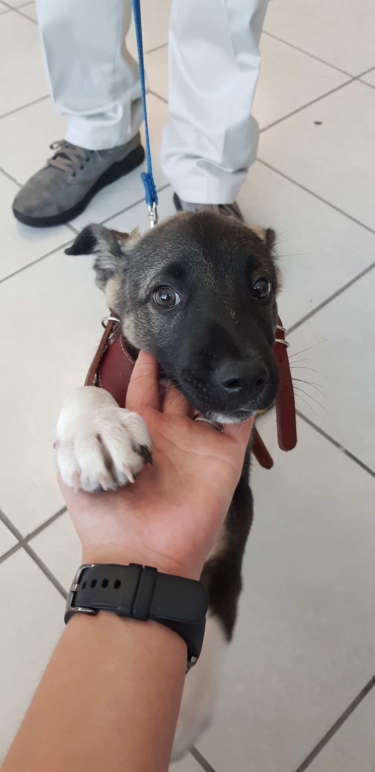 Healthy Pet Veterinary and Spa — foto 4