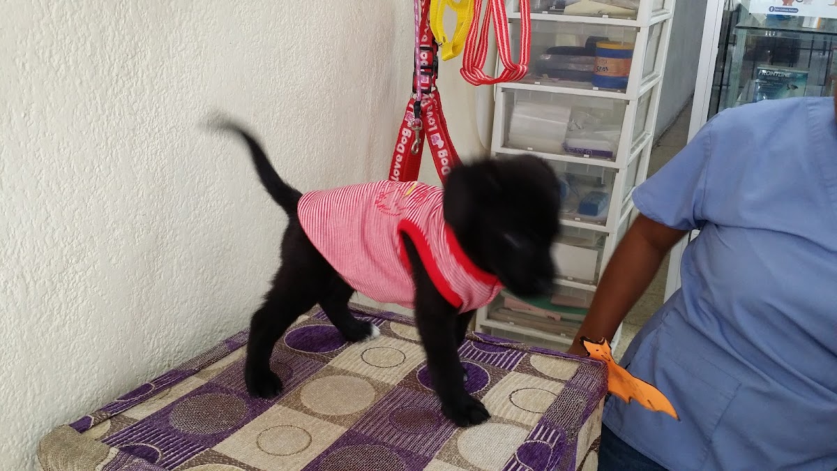 Veterinaria Vet Colitas Felices — foto 4