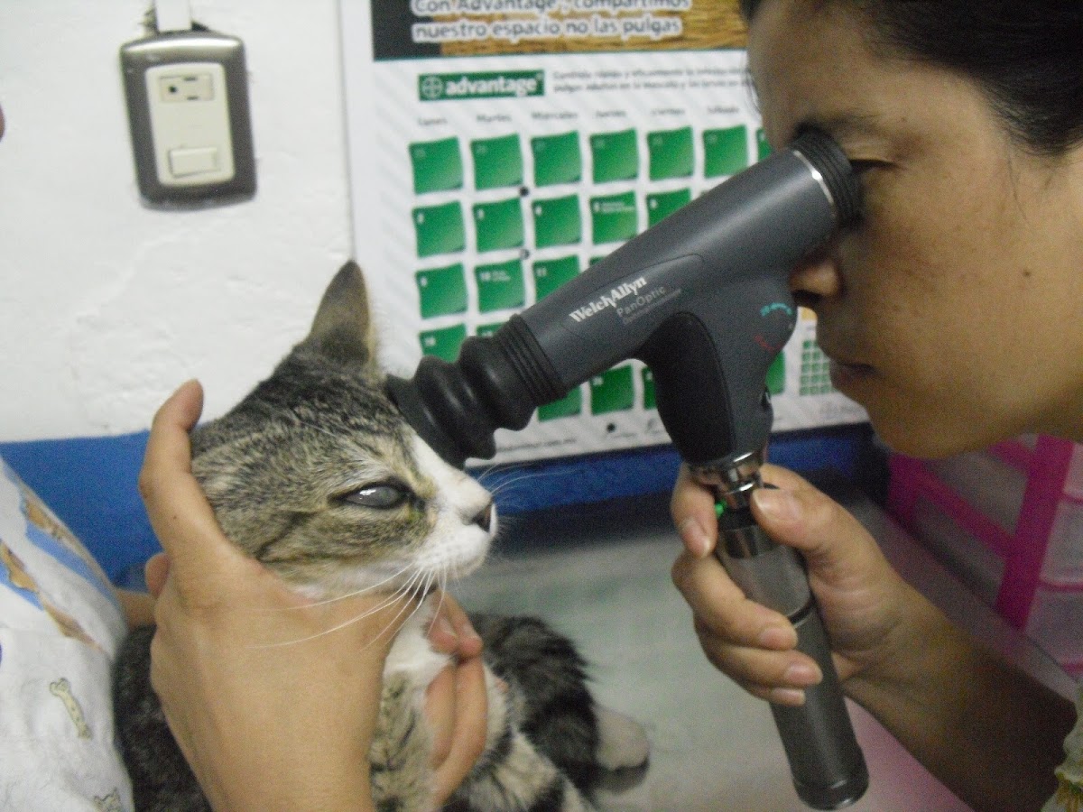 Veterinaria Animaniac, Centro Histórico
