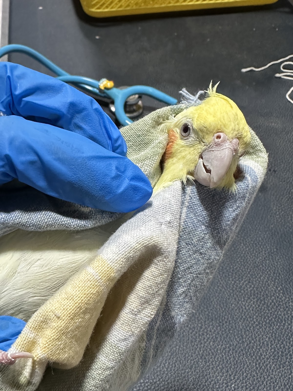 Mariana Del Toro Veterinaria de Aves — foto 2