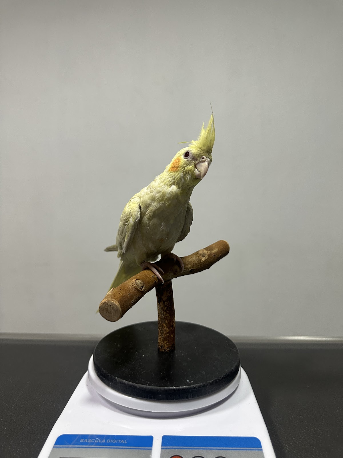 Mariana Del Toro Veterinaria de Aves — foto 3