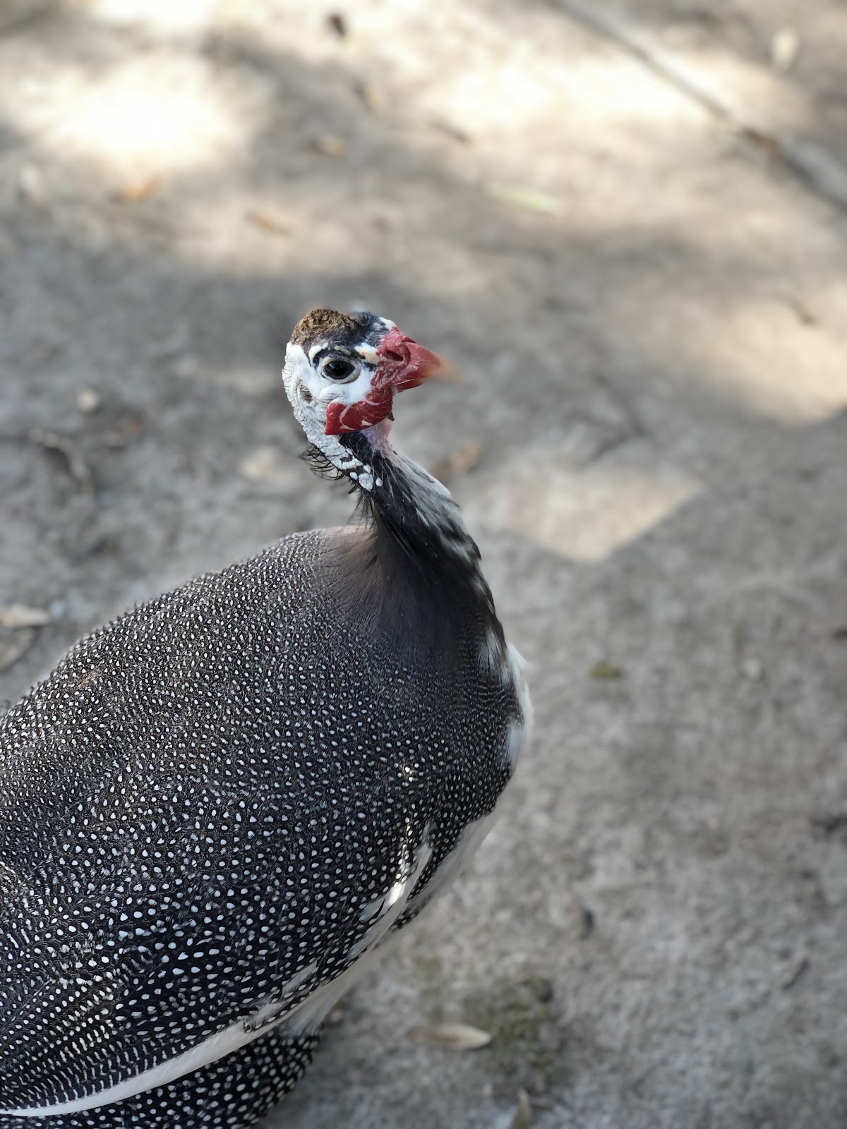 Mariana Del Toro Veterinaria de Aves — foto 4