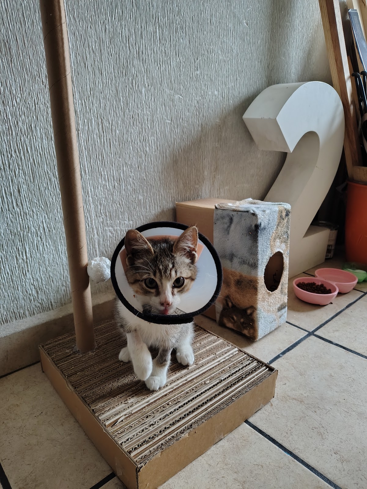 CONSULTORIO VETERINARIA AKIRA