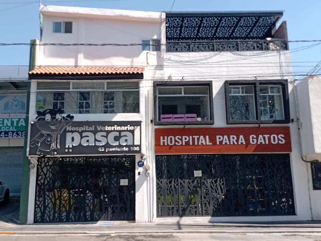 Pascal Hospital Veterinario Y Estética Canina, Otras zonas