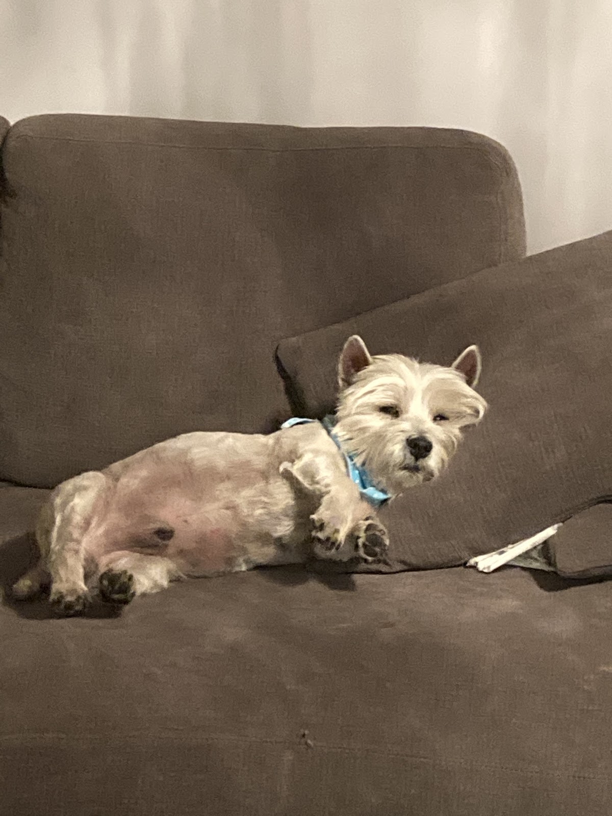 Clínica y Estética Veterinaria Perrito Fernández
