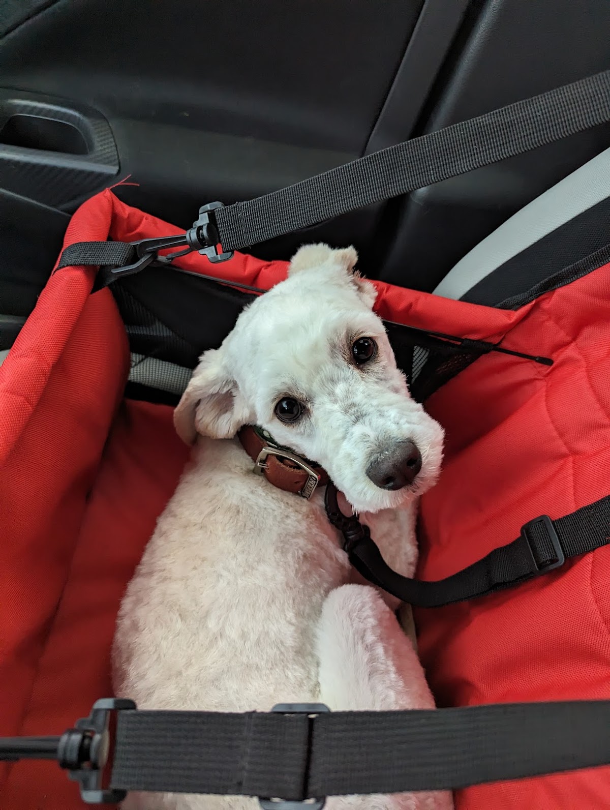 Clínica y Estética Veterinaria Perrito Fernández — foto 4