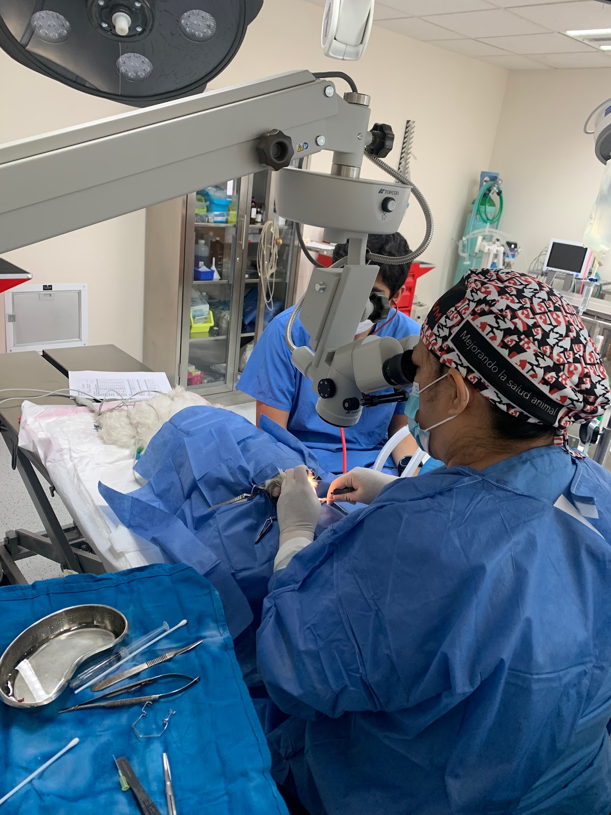 Hospital de Oftalmología Veterinaria EyeCare Condesa — foto 4