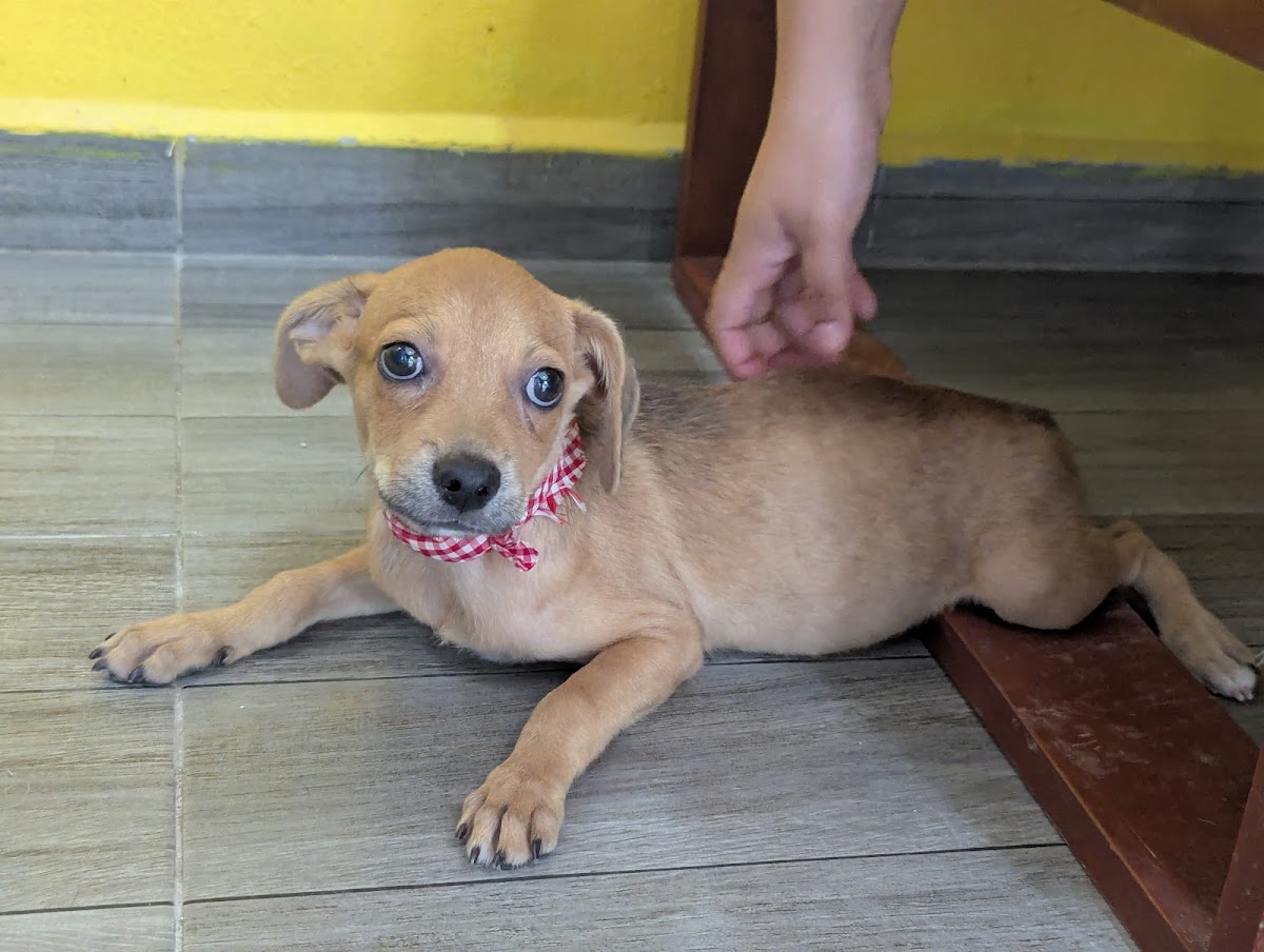 Alonzo Consultorio Veterinario — foto 4